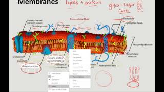 Chapter 7 general lecture 2
