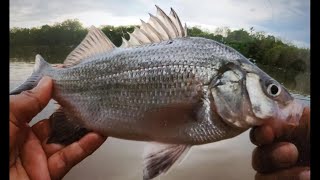 How to set up the bottom fishing rig to catch white perch