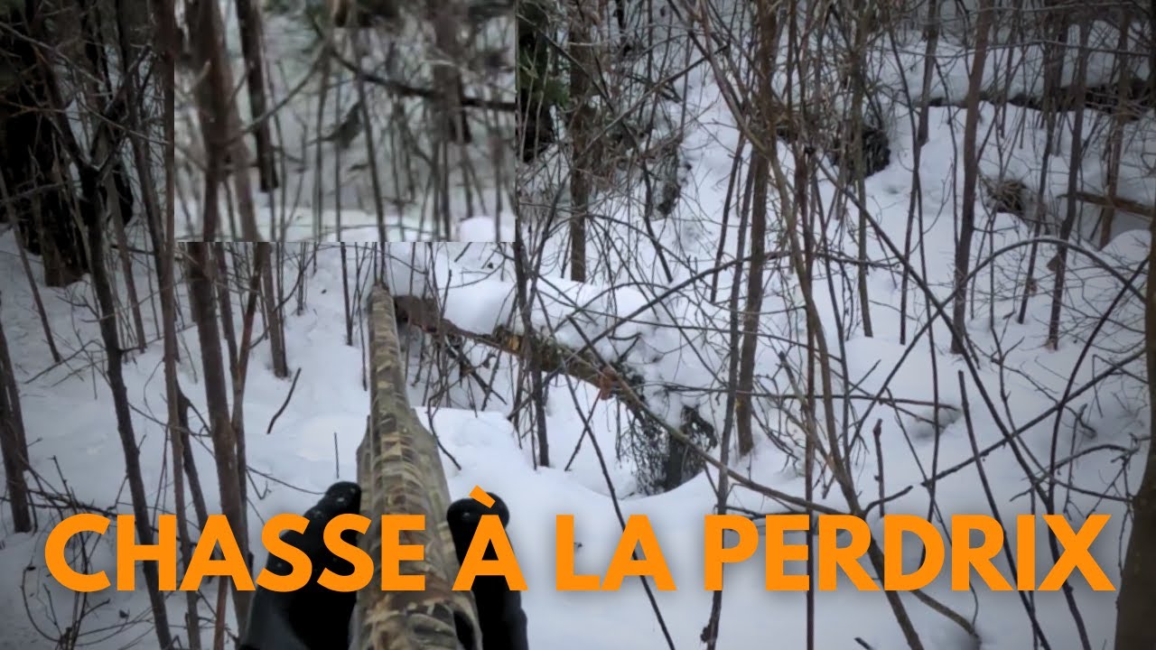 Chasse à la perdrix (gélinotte huppée) dans la neige!