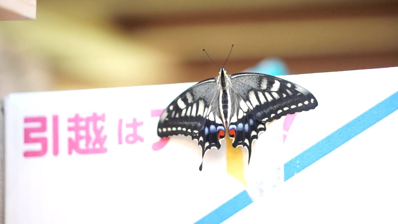 羽化した蝶が飛び立つ瞬間 Youtube