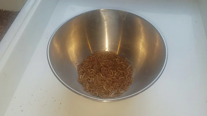 Sifter for mealworms and superworms