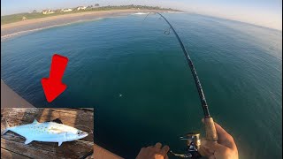 SPANISH MACKEREL CATCH CLEAN AND COOK