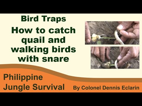 How to catch quail and other walking birds with snare (Jungle Survival)