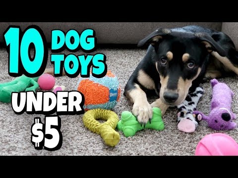 10-amazon-dog-toys-for-under-$5-💙-i-am-kristin