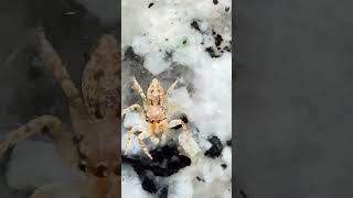 Smart spider’s playing on the table #shorts #spider #insects #wildlife #animals #wildanimals #pets