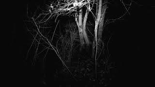 FINSTER - TRAUMA [SINGLE] (2025)