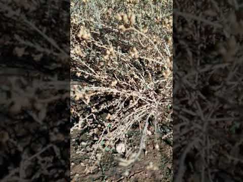 طراش عشب الحره ١٤٤١هه الجبران سامي سنيان مسلم أغلووه 