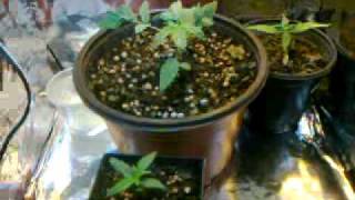 Microindoor 2ooW 1 1/2 semana