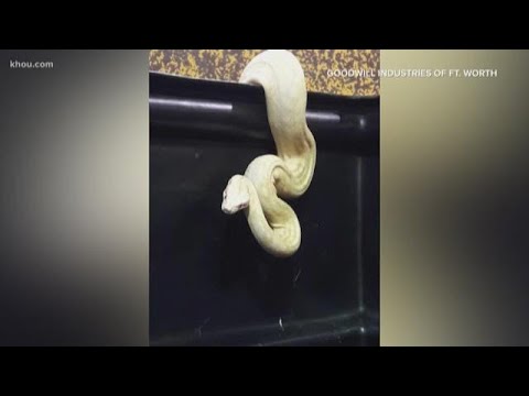 SHOCKING: Albino python appears in clothes bin donated to Goodwill