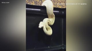SHOCKING: Albino python appears in clothes bin donated to Goodwill Profile