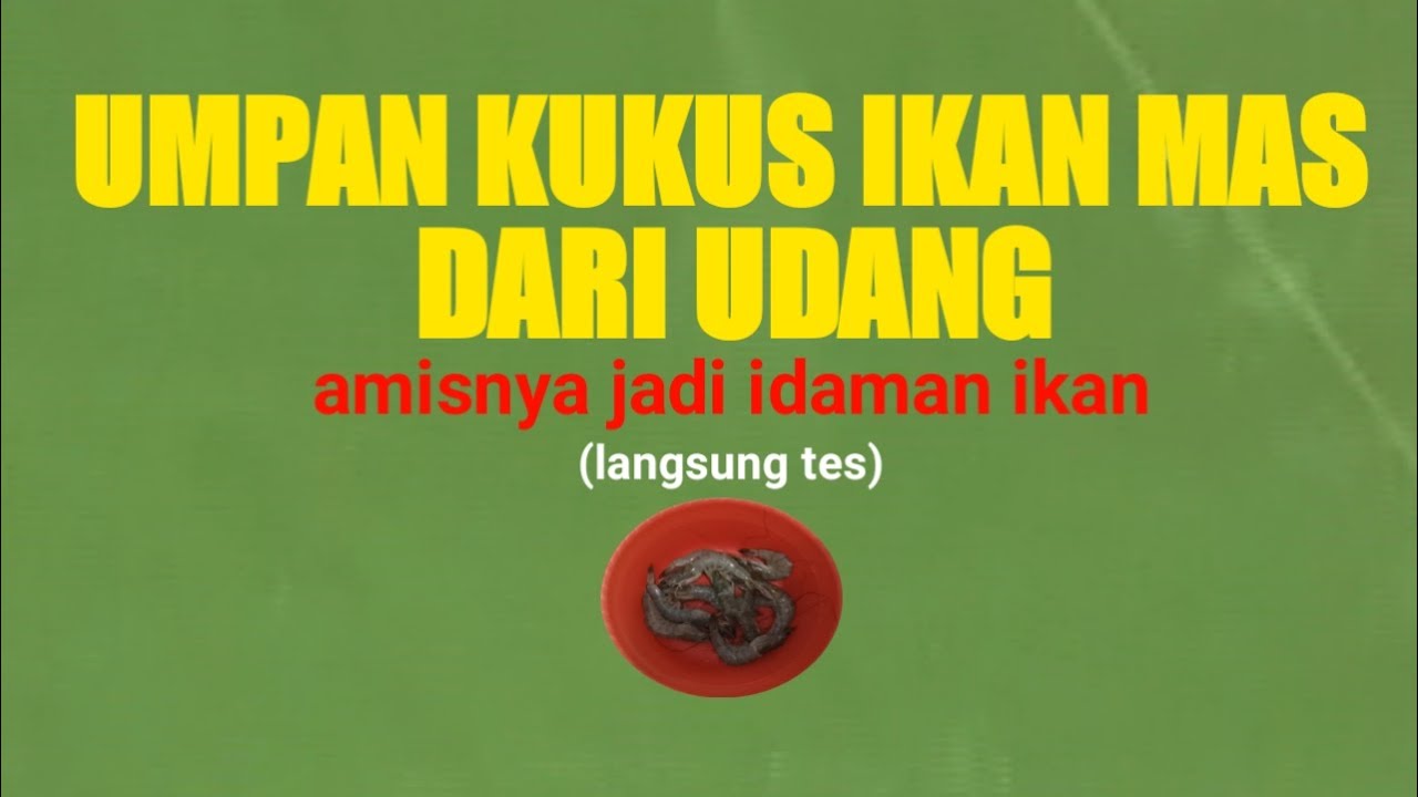 umpan ikan mas dari udang