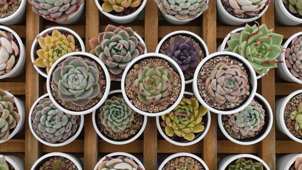⭐︎月⭐︎さまご予約: 養老④ 5カット　カット苗　エケベリア　多肉植物 49【こちらもおすすめエケベリア3種】お手頃価格で楽しめる素敵な