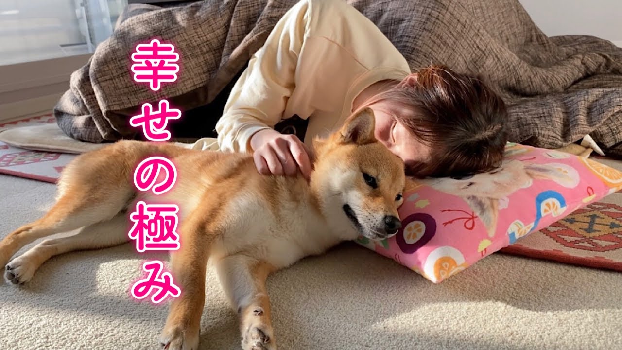 充実したお散歩後の愛犬とのお昼寝が最高に幸せ
