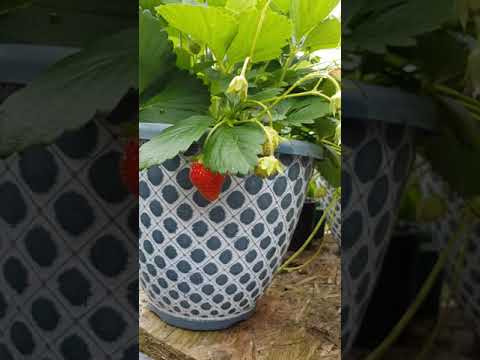 Video: Fraises De Bois Strawberry Info - Tips for Growing Fraises De Bois Strawberries