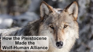How the Pleistocene Made Man's Best Friend (Pt 2/3) #wolf #dog #history