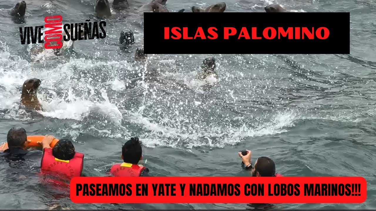 Islas Palomino!,  Paseamos en Yate y Nadamos con Lobos Marinos!!
