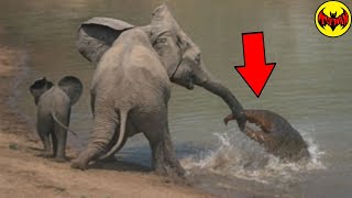 Creature Attacking Elephant Caught on Camera - Scientists Speechless