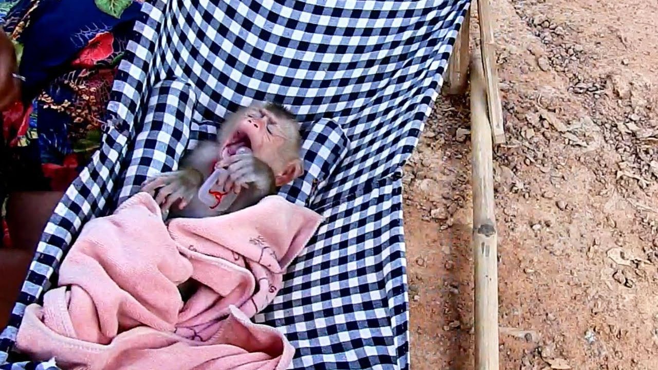 Elly show yawning above hammock before she closed eyes and sleep