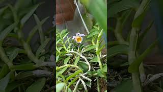 Dendrobium Loddigesii