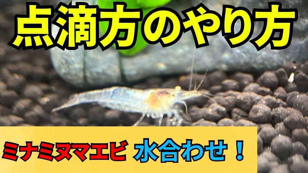【点滴方】ミナミヌマエビの水合わせ方法！初心者の方でも安心な点滴方のやり方を実践解説