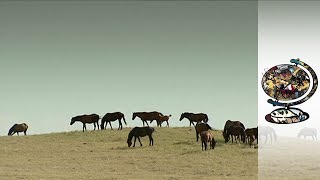 The Last Wild Horses of America's Great Plains (2003)