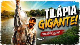 Quando senti o peso já sabia que era tilápia grande! Aqui têm gigantes.