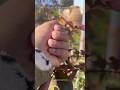 Red Rose Time-Lapse #youtubeshorts #flowergardening #rosebloom #trendingshorts