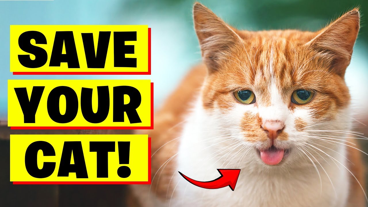 How To SAVE Your Cat's Life From Heavy Breathing?