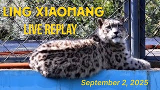 Download Lagu Big Progress! From Hiding to Wall-Sitting 😆 Ling Xiaomang The Snow Leopard Live Replay | 09/02/2025 MP3 Download Lagu Big Progress! From Hiding to Wall-Sitting 😆 Ling Xiaomang The Snow Leopard Live Replay | 09/02/2025 MP3