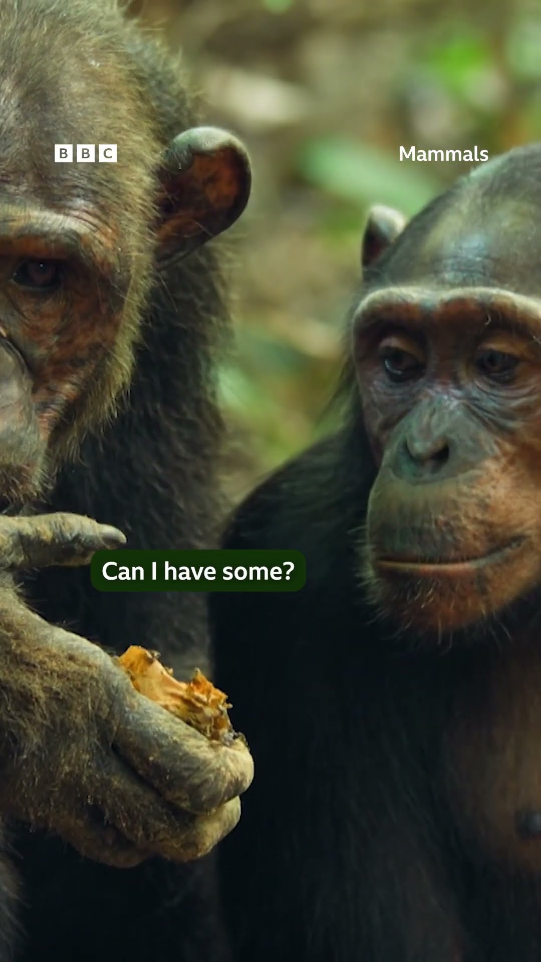 These chimpanzees aren't so great at sharing ? #Mammals #Shorts #Chimp