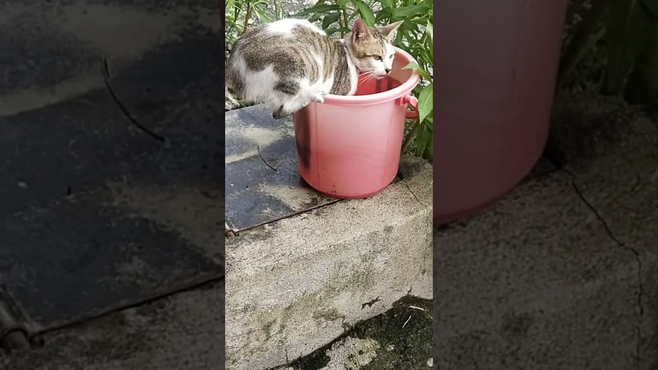 thirsty cat