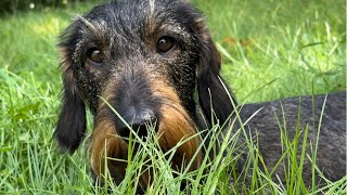 Cutting the grass with a Dachshund