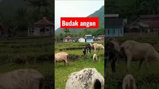 Gembala Dombagembala dombagarut ngangon