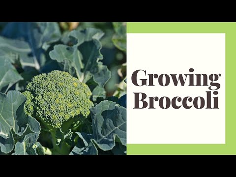 Growing Broccoli For Beginners in Zone 6