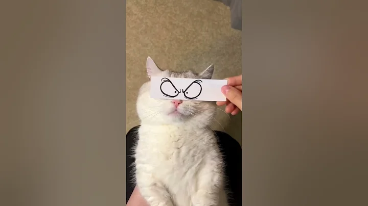 Video 6184161: cats kitten catlover pets, cat cartoon pets, rescue cat adoption, cat rescue cute, rescue cat funny, hilarious cat sounds