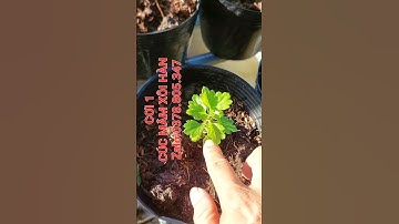 CƠI 1 CÚC MÂM XÔI HÀN QUỐC #cucmamxoihan #coi1cucmamxoihan #coicuc #cucmamxoitet