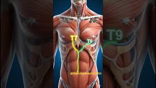 The Anterior Abdominal wall #viral #mbbs #fyp #medicalcollege #medico viral youtube Good for growth