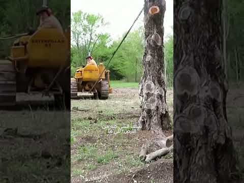 طرق إزالة جذوع الأشجار من الأرض