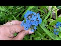 Drying flowers for Resin Projects/my small forget me not flower garden /drying with silica gel