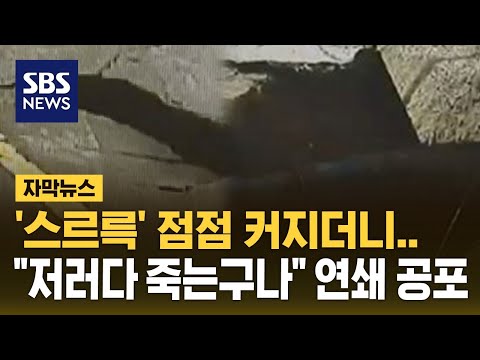 &amp;#39;스르륵&amp;#39; 점점 커지더니…&amp;quot;저러다 죽는구나&amp;quot; 연쇄 공포 (자막뉴스) / SBS