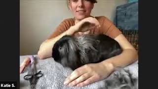 How to groom your rabbit