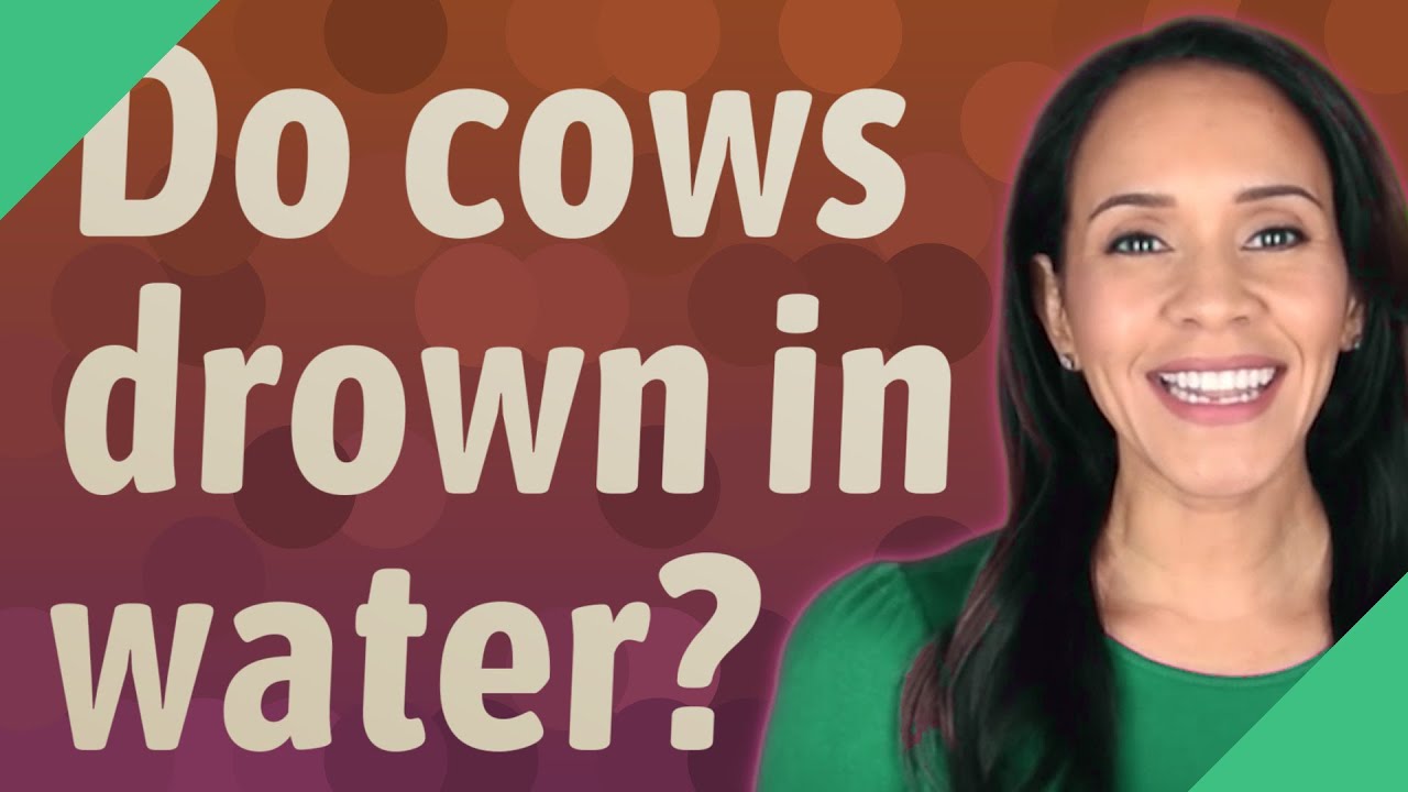 Do cows drown in water? YouTube