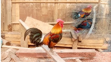 แบ่งไก่ต่อมีแต้มแล้ว muag qaib dib ua zoo nb