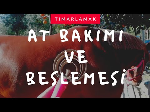 Video: Bir Atın Yelesi Nasıl Bakım Yapılır