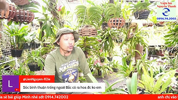 Cách Trồng hoa lan lên gỗ lũa