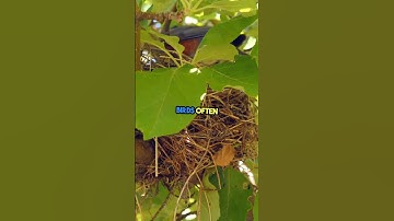 what the sign of bird infestation? #birds #birdnest