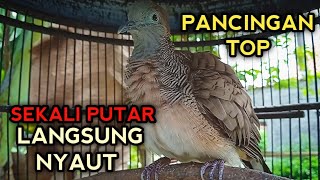 PERKUTUT BANGKOK GACOR SUARA NOMOR SATU UNTUK PANCINGAN PERKUTUT BANGKOK LAIN AGAR BUNYI 