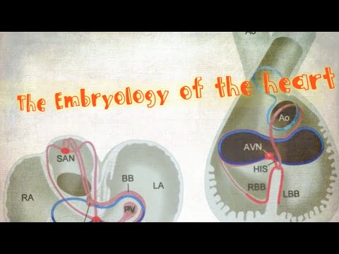Embryology of the heart Part 2 شرح بالعربى - YouTube