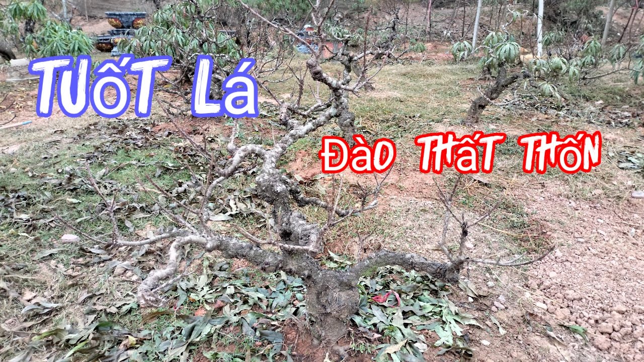 Tuốt lá cho đào thất thốn nở hoa đúng dịp tết 2024.