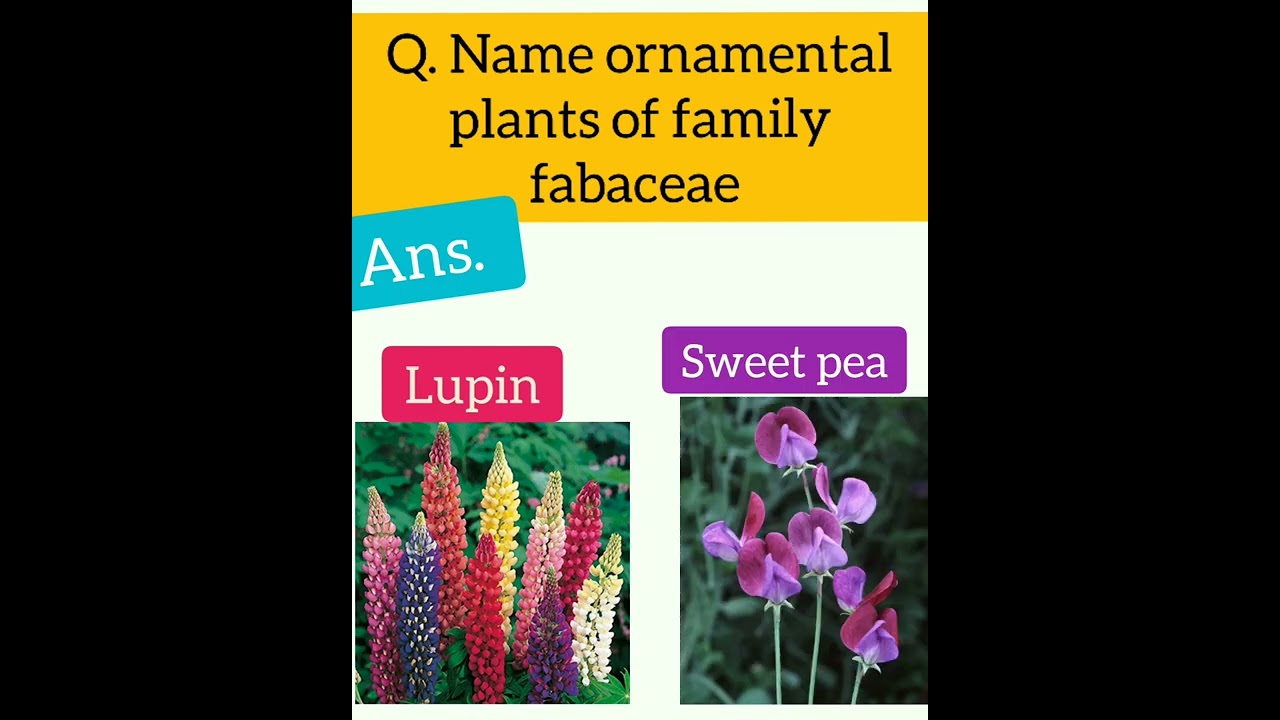 Ornamentals in fabaceae🌼